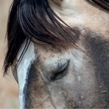 Wild Horses of the West