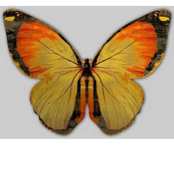 Wings of Love II, Gold, 24x18