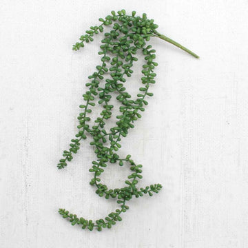 Necklace Fern Succulent